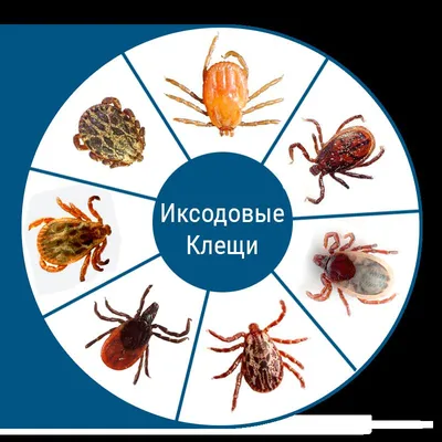 Сила природы: Дикое мясо - фотография в высоком разрешении