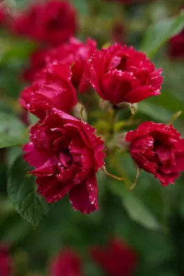 Красивый снимок дикой розы в формате jpg