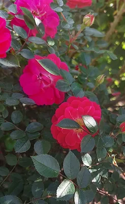 Великолепное фото дикой розы с росой