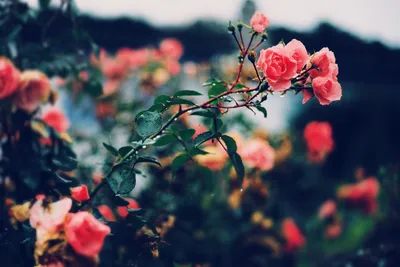 Фото дикой розы, улавливающее ее естественное очарование