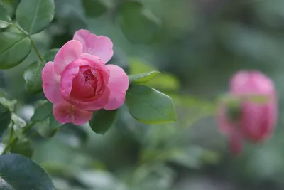 Прекрасная картинка дикой розы на фоне зелени