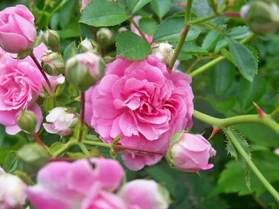 Фото дикой розы в высоком разрешении