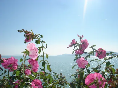 Изображение дикой розы для скачивания в формате webp
