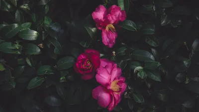 Фотография дикой розы в формате jpg для скачивания