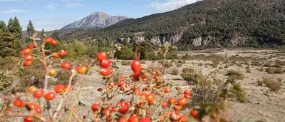 Фотокарточка дикой розы с яркими лепестками