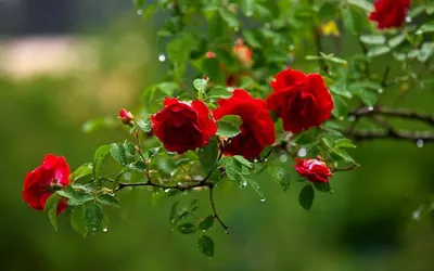 Фотокарточка дикой розы соединяющая красоту и природу