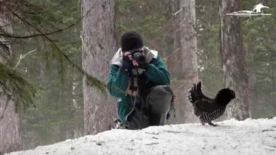 Фотографии Дикуши: детальное изображение птицы