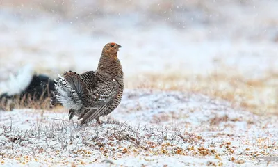 Птица дикуша на фото: особенности вида