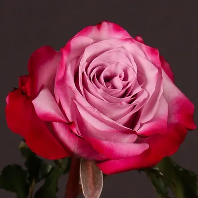 Очаровательное фото Дип перпл розы в высоком разрешении