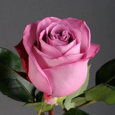 Прекрасная роза для скачивания в формате PNG