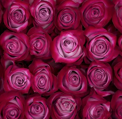 Удивительное изображение Дип перпл розы в формате WEBP