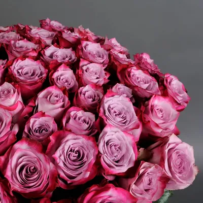 Фотка Дип перпл розы, идеальная для ваших дизайнерских нужд