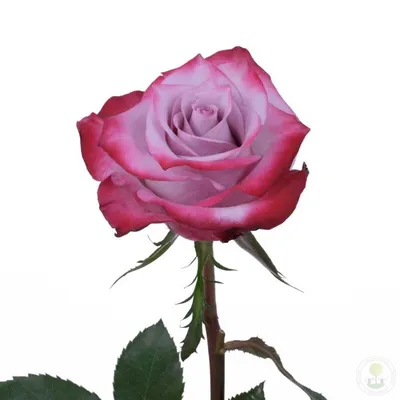 Чудесная фотография Дип перпл розы с опцией выбора размера