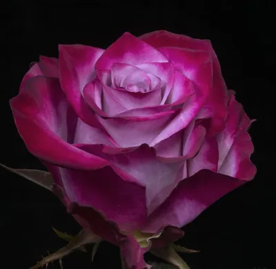 Столь реалистичное изображение Дип перпл розы в формате JPG