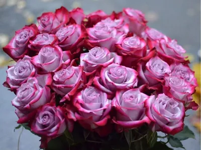 Красивая роза в формате PNG для скачивания