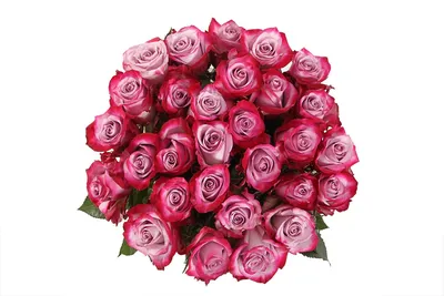 Сногсшибательное фото Дип перпл розы в высоком разрешении