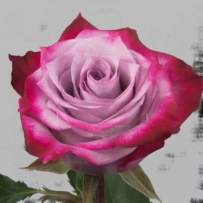Фотография роскошной розы для использования в веб-дизайне