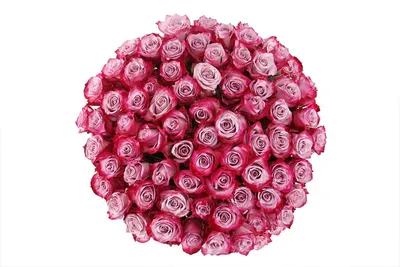 Романтическое изображение Дип перпл розы в формате JPG
