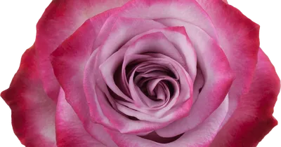 Фото, передающее элегантность Дип перпл розы в формате WEBP