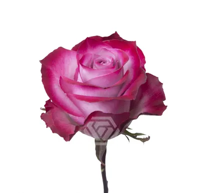 Фотка Дип перпл розы в формате JPG для вашего проекта