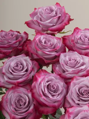 Атмосферная роза в формате PNG, идеальная для визуальных композиций