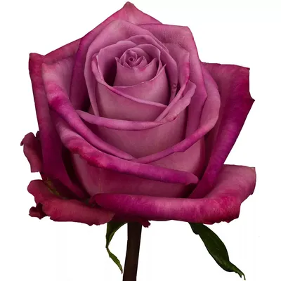 Фотография Дип перпл розы в формате WEBP для вашего творчества