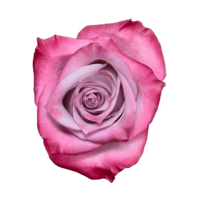 Бесподобное изображение Дип перпл розы в высоком качестве