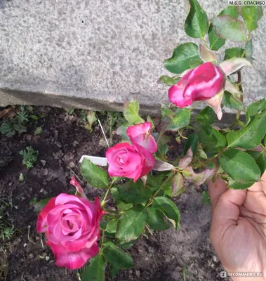Уникальная фотография Дип перпл розы с выбором формата файла