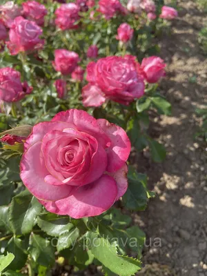 Фото, подчеркивающее красоту Дип перпл розы, в формате JPG