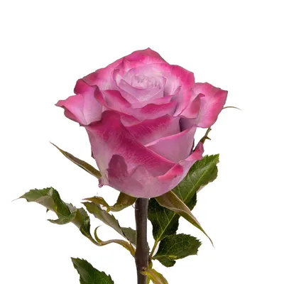 Чарующее изображение Дип перпл розы в формате WEBP