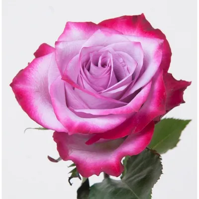 Фотография Дип перпл розы в формате WEBP