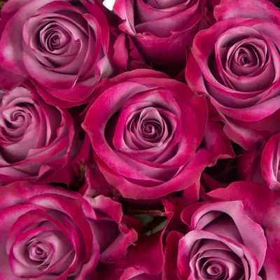 Фотка Дип перпл розы, погружающая в атмосферу нежности, в формате JPG