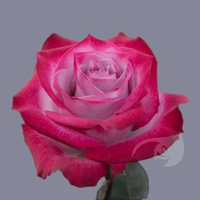Магнетическое фото Дип перпл розы, готовое украсить ваш сайт