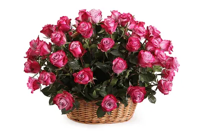 Фотография роскошной розы с возможностью выбора размера изображения