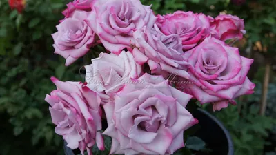 Изысканная картинка Дип перпл розы для украшения