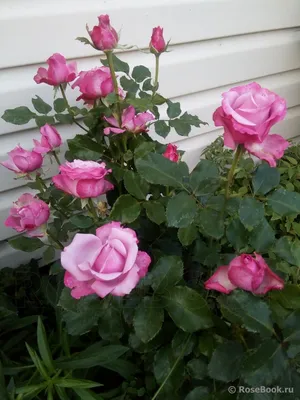 Оригинальное фото Дип перпл розы для вашей коллекции