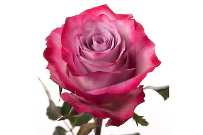 Завораживающая роза в формате JPG для скачивания