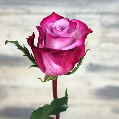 Фотография с изображением Дип перпл розы в формате PNG