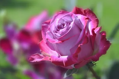 Романтическое изображение Дип перпл розы в формате WEBP
