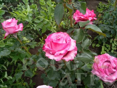 Розовая роза в высоком разрешении jpg