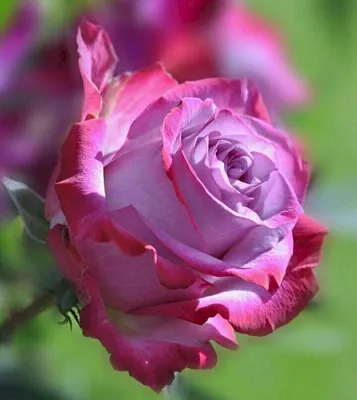Роза на фото высокого разрешения jpg