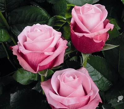 Фото розы доступно для скачивания в png