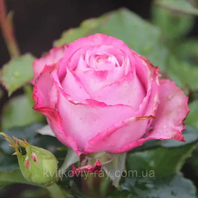 Уникальное изображение розы в формате webp