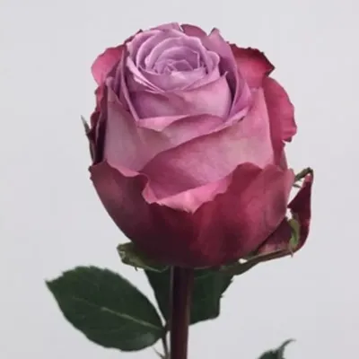 Фотография водной розы с опцией выбора формата jpg