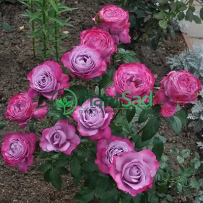 Красивая роза в формате png