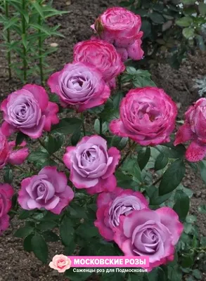 Фотография розы в формате png с опцией выбора формата