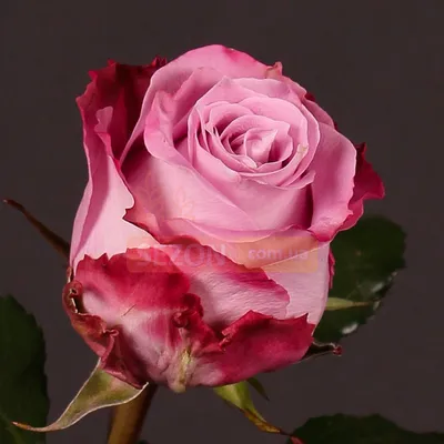 Роза на качественной фотографии jpg