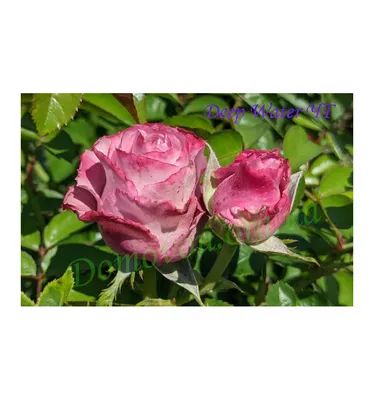 Картинка водной розы с возможностью загрузки в любом формате
