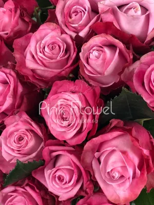 Фото красивой розы доступно для скачивания в png