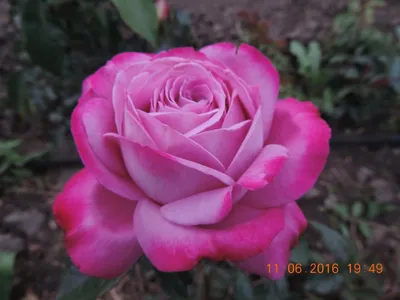 Фото розы доступно для загрузки в формате webp для быстрой загрузки